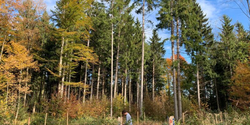 Contreag Mitarbeiter beim 40 Bäume pflanzen Umwelteinsatz