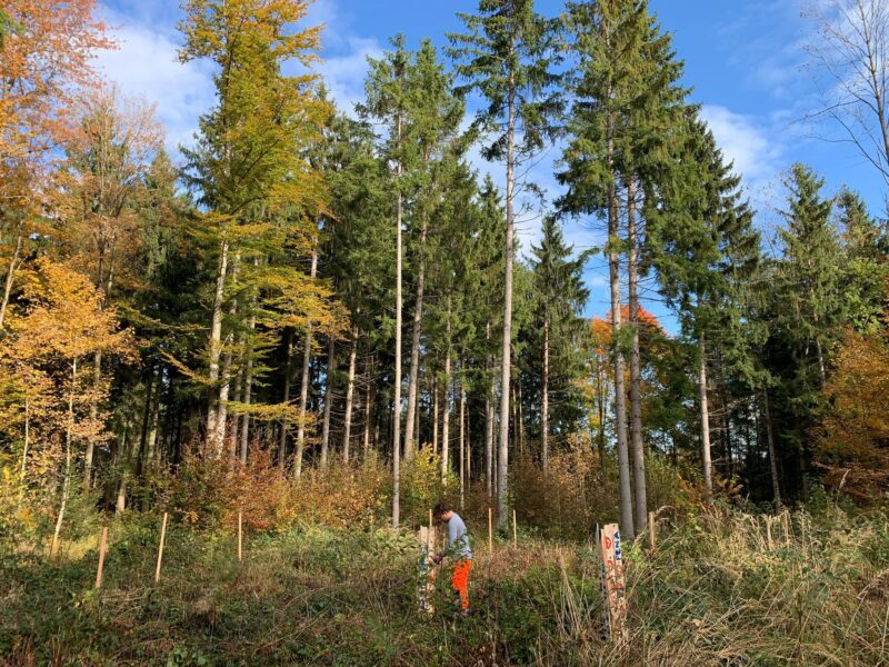 Contreag Mitarbeiter beim 40 Bäume pflanzen Umwelteinsatz