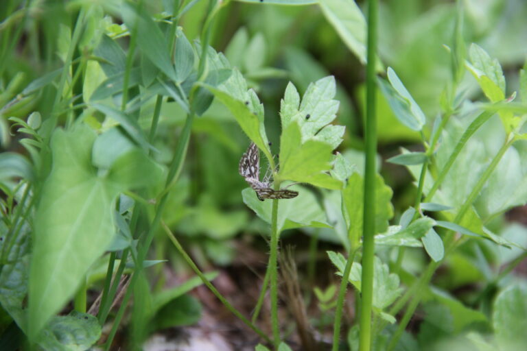 Das Biotop in Werrikon