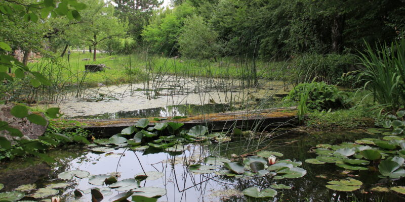 Das Biotop in Werrikon