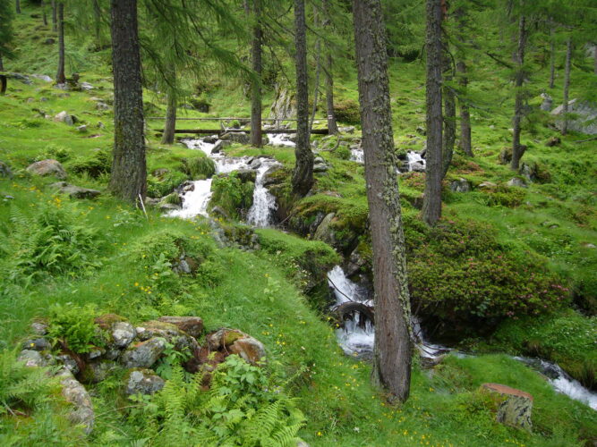 Ein kleiner Bachlauf im Wald