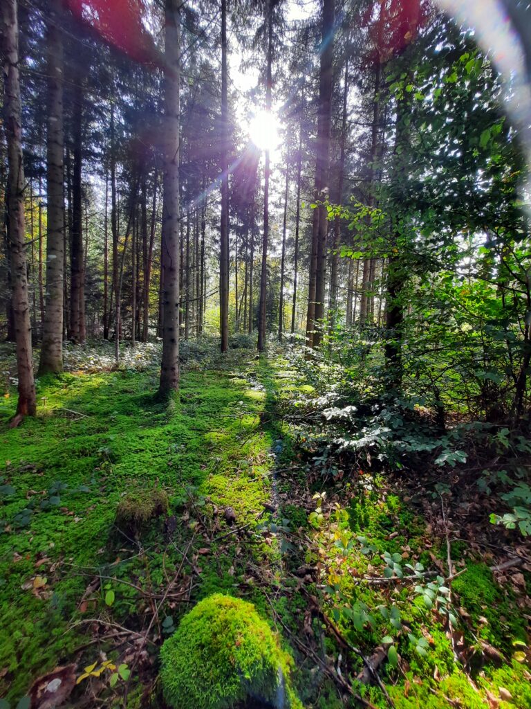 Contreag Mitarbeiter beim Umwelteinsatz im Naturpark Schaffhausen 2022